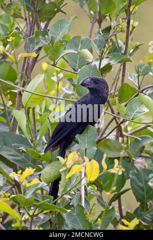 Glattschnabel-Ani (Crotophaga ani), im Busch, Pouso Alegre, Mato Grosso, Brasilien. Stockfoto