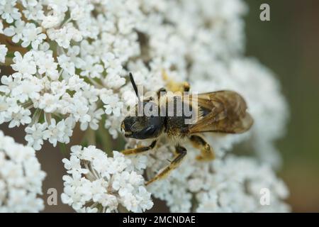 Natürliche Nahaufnahme einer weiblichen Furchenbiene, Halictus scabiosae, auf einer weißen wilden Karottenblume Stockfoto
