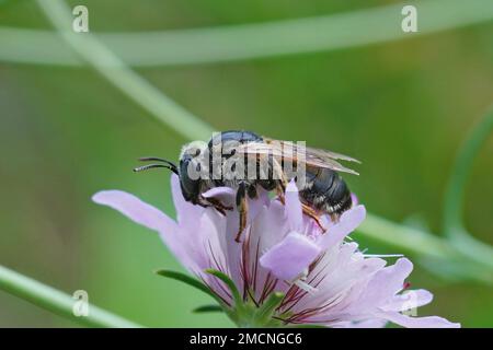 Natürliche Nahaufnahme auf einer großen dunkel-blauen Bergbaubiene, Melitturga clavicornis auf einer rosa, skabösen Blume Stockfoto