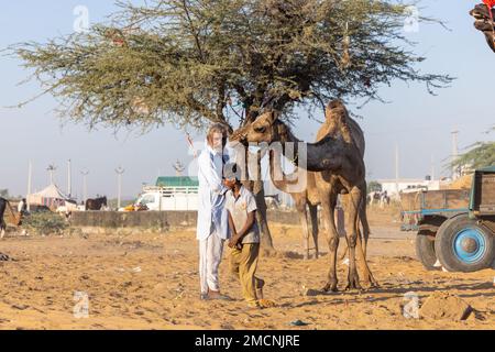 Pushkar Fair, Porträt eines Kamelhändlers in ethnischen Kleidern, der Kamel zum Tausch mit der Gruppe auf dem Messegelände inspiziert. Stockfoto