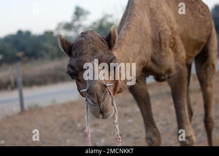 Porträt von Kamel auf dem Messegelände in Pushkar während der Handelsmesse. Selektiver Fokus auf Kamel. Stockfoto