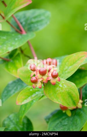 Hypericum androsaemum, Tutsan, süßes Bernstein, Androsaemum officinale, Milchstrauch mit beerartigen Früchten, die von rot bis schwarz reifen Stockfoto