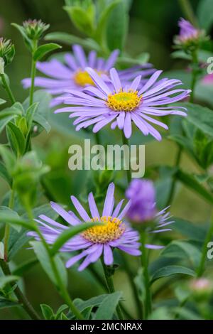 Aster x frikartii Mönch, Aster Mönch, Aster amellus Mönch, Aster Mönch, ganzjährig mit gelben bis orangefarbenen, lavendelblauen Gänseblümchen Stockfoto