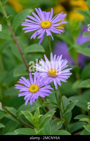 Aster x frikartii Mönch, Aster Mönch, Aster amellus Mönch, Aster Mönch, ganzjährig mit gelben bis orangefarbenen, lavendelblauen Gänseblümchen Stockfoto