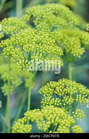 Bupleurum fruticosum, Strauchohr, immergrüner Strauß mit Ansammlungen winziger gelber Blumen Stockfoto