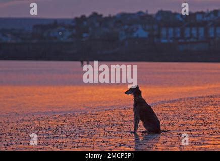 Portobello, Edinburgh, Schottland, Großbritannien. 22. Januar 2023 Feuriger Sonnenaufgang am Firth of Forth mit einer etwas milderen, aber immer noch nippigen Temperatur von 5 Grad Celsius für diejenigen, die am Meer unterwegs sind. Bild: Lucy, die Kreuzung, wartet freudig unter den Lug-Würmern, bis ihr Besitzer von ihrem kalten Wasser-Schwimmen zum Ufer geht. Kredit: ScottishCreative/alamy Live News. Stockfoto