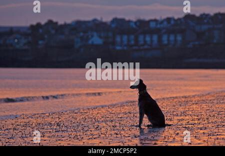 Portobello, Edinburgh, Schottland, Großbritannien. 22. Januar 2023 Feuriger Sonnenaufgang am Firth of Forth mit einer etwas milderen, aber immer noch nippigen Temperatur von 5 Grad Celsius für diejenigen, die am Meer unterwegs sind. Bild: Lucy, die Kreuzung, wartet freudig unter den Lug-Würmern, bis ihr Besitzer von ihrem kalten Wasser-Schwimmen zum Ufer geht. Kredit: ScottishCreative/alamy Live News. Stockfoto