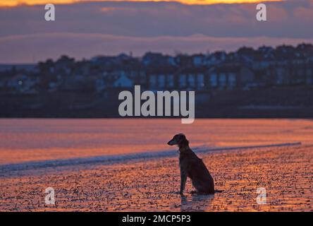 Portobello, Edinburgh, Schottland, Großbritannien. 22. Januar 2023 Feuriger Sonnenaufgang am Firth of Forth mit einer etwas milderen, aber immer noch nippigen Temperatur von 5 Grad Celsius für diejenigen, die am Meer unterwegs sind. Bild: Lucy, die Kreuzung, wartet freudig unter den Lug-Würmern, bis ihr Besitzer von ihrem kalten Wasser-Schwimmen zum Ufer geht. Kredit: ScottishCreative/alamy Live News. Stockfoto