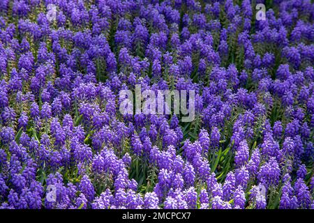 Lila Hyazinthen-Blumen schließen sich Stockfoto