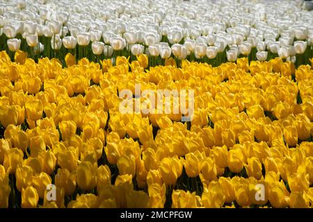 Gelbe und weiße Tulpen im Garten Stockfoto