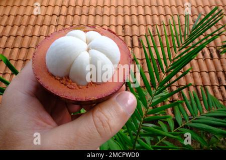 Indonesien Batam - Mangosteen - Garcinia mangostana Stockfoto