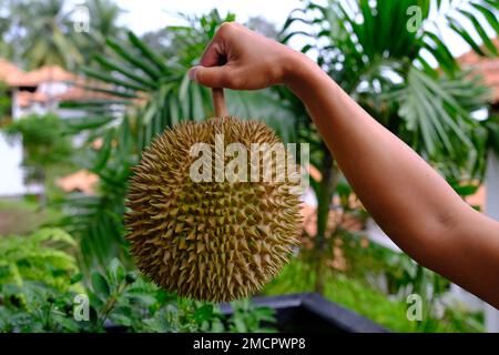 Indonesien Batam - Durian - König der Früchte Stockfoto