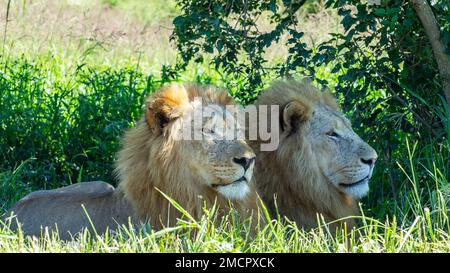 Lions Wildlife Männchen Teleobjektiv-Nahaufnahme von Tieren im Schatten eines Baumes während eines heißen Sommers im Wildnis Safari Park. Stockfoto