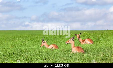 Wildtiere junge Buck-Nyala-Antilopen-Tiere, die sich auf dem Hochplateau des Grashügels im Wildnis-Park-Reservat ausruhen, in einem heißen Sommer-Alarm für Raubtiere. Stockfoto