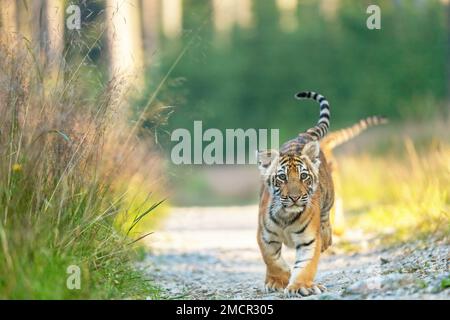 Zwei bengalische Tigerjunge gehen an sonnigen Tagen auf einer Waldstraße in Richtung Kamera. Horizontal. Stockfoto