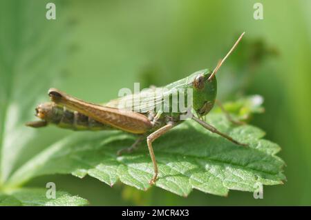 Natürliche Nahaufnahme der seltenen, vom Aussterben bedrohten Graubuschkricket, Platycleis albopunctata auf Sand Stockfoto