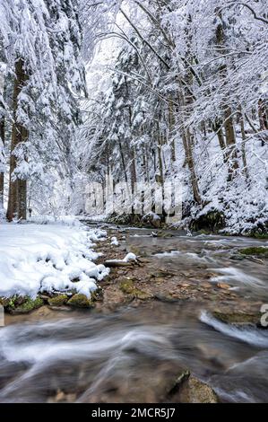 Waldgebirge im Winter. "Hylaty"-Bach in den Bieszczady Mountains in Karpaten. Beliebtes polnisches Reiseziel. Stockfoto