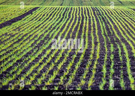 Landschaft mit einem Feld mit Jungweizen. Im Frühling auf dem Feld. Frühlingsfeld. Stockfoto