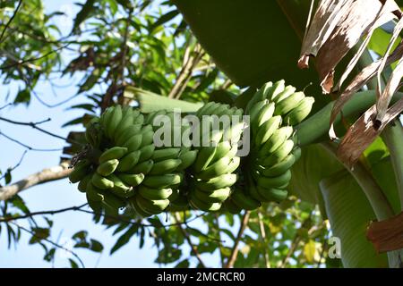 Bananen hängen vom Bananenbaum. Stockfoto