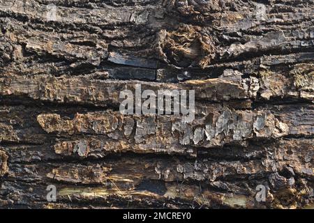 Alte Baumrinde, hell erleuchtet von der Sonne. Schmutziges fettiges Aussehen. Industrieller Rohholzstoff. Natürliche Hintergründe und Muster. Stockfoto