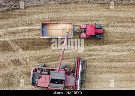 Drohnenansicht des Piers, auf dem Getreide von einem Mähdrescher in einen Getreidewagen auf einem Feld geladen wird. Der Entlader des Mähdreschers kippt den geernteten Weizen in die Rückseite des ab Stockfoto