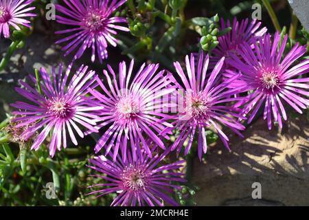 Eine Gruppe wunderschöner lila Blumen von delosperma cooperii Kaktus Pflanzen, hell von der Sonne beleuchtet. Eispflanzen. Lila Blumen. Stockfoto