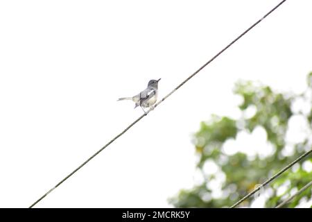 Dschungelmyna sitzt auf Draht Stockfoto