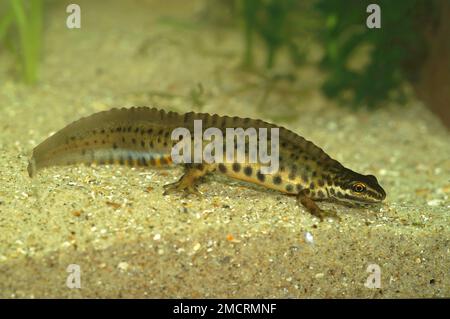 Detaillierte Nahaufnahme eines männlichen, männlichen, glatten Molchs mit Wasserkamm, Lissotriton vulgaris, unter Wasser Stockfoto