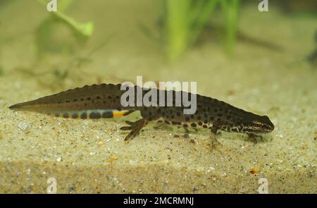 Detaillierte Nahaufnahme eines männlichen, männlichen, glatten Molchs mit Wasserkamm, Lissotriton vulgaris, unter Wasser Stockfoto