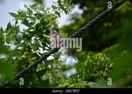 Gesichteter Taubenvogel sitzt auf einem Draht Stockfoto