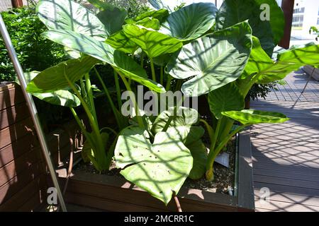 Colocasia esculenta-Busch in einer grossen Holzpflanze als Innendekoration. Die ungleichmäßigen Schattenstreifen eines Netzes auf den großen grünen Blättern. Stockfoto