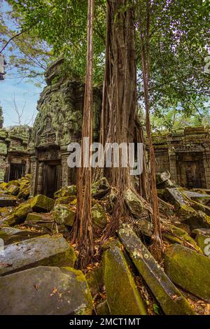 Wurzeln eines riesigen Baumes, der über den antiken Ruinen des Ta Prohm Tempels im Angkor Wat Komplex wächst Stockfoto