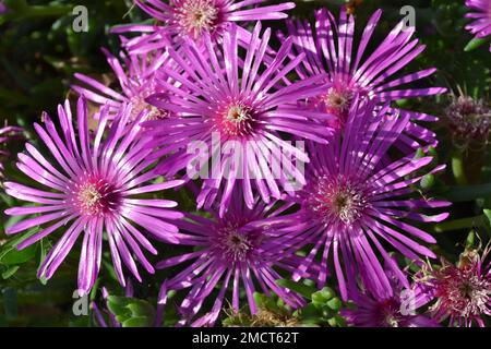 Eine Gruppe wunderschöner lila Blumen von delosperma cooperii Kaktus Pflanzen, hell von der Sonne beleuchtet. Eispflanzen. Lila Blumen. Stockfoto