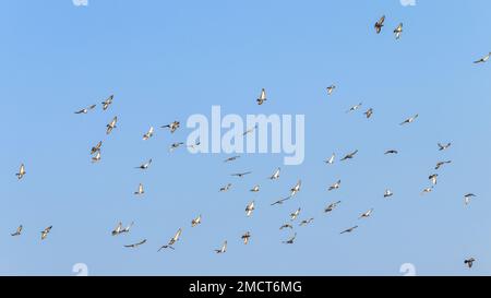 Lachende Vögel Tauben große Herde fliegender blauer Himmel. Stockfoto