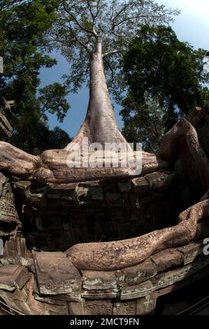 Strangler Feigenbaum (Ficus gibbosa) Wurzeln an der Wand, Ta Prohm Tempel, Angkor Komplex, Siem Riep, Kambodscha Stockfoto