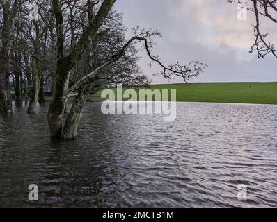 Bäume stehen auf einem stark überschwemmten Bauernfeld während der jüngsten sehr starken Regenfälle in Cumbria, Vereinigtes Königreich, die die Nutzung landwirtschaftlicher Flächen einschränken. Stockfoto