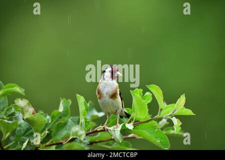 Ein Goldfink sitzt auf einem Ast im Garten und hat nasse Federn vom Regen Stockfoto