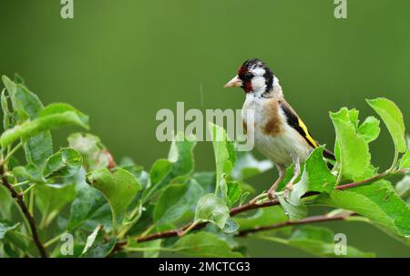 Ein Goldfink sitzt auf einem Ast im Garten und hat nasse Federn vom Regen Stockfoto