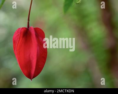 Makrofotografie eines abutilon-Knospens, der einer chinesischen Laterne ähnelt, die in einem Garten in der Nähe der Stadt Arcabuco in den Andenbergen aufgenommen wurde Stockfoto