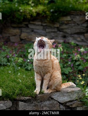 Gähnen einer Ingwerkatze im Garten, Nahaufnahme eines gähnenden Ingwerkätzchens Stockfoto