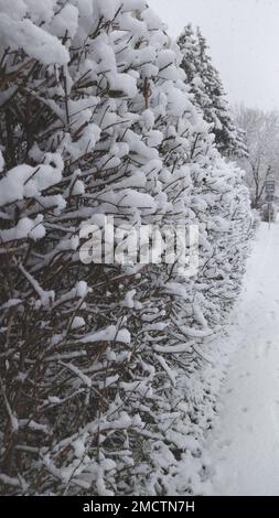 Hecke im Winter in Schnee in einer Stadt Stockfoto