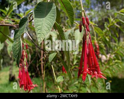 Die hängenden Blumen und einige Früchte der exotischen Fuchsia-Boliviana-Pflanze, die in einem Wald nahe der Stadt Arcabuco im Zentrum Kolumbiens gefangen wurde. Stockfoto