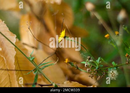 Wilde gelbe Blume auf grünen und orangefarbenen Blättern isoliert im mediterranen Wald horizontal Stockfoto