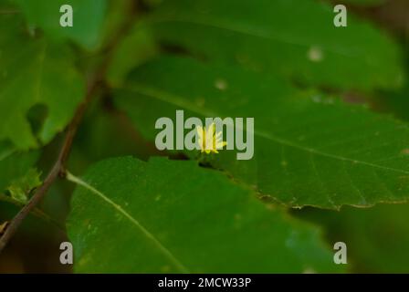 Wilde gelbe Blume auf grünen Blättern, isoliert im mediterranen Wald Stockfoto