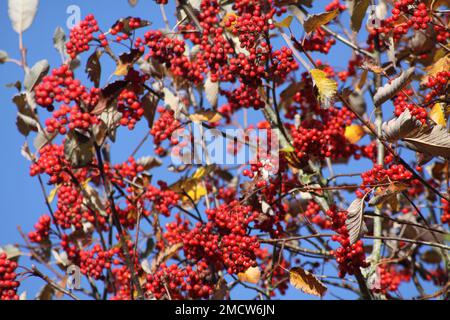 Rote Beeren, die auf dem Land angebaut werden North Cotswolds Hook Norton Oxfordshire England uk. Stockfoto