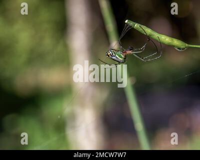 Makrofotografie der wunderschönen Obstspinne, die ihr Netz in einem Garten in der Nähe der Kolonialstadt Villa de Leyva in den Anden von Cent webt Stockfoto