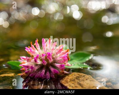 Makrofotografie einer Blume von rotem Klee, die auf einer Regenpfütze schwimmt, die auf einer Farm in der Nähe der Kolonialstadt Villa de Leyva im Zentrum Kolumbiens aufgenommen wurde. Stockfoto