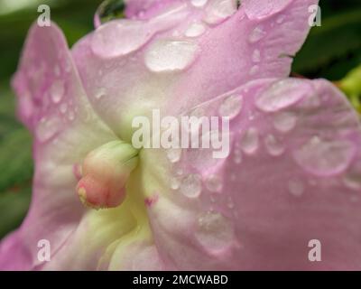 Makrofotografie von Regentropfen auf einer Rhododendron-Blume des armen mannes, die in einem Garten in der Nähe der Kolonialstadt Villa de Leyva im Zentrum Kolumbiens aufgenommen wurde. Stockfoto