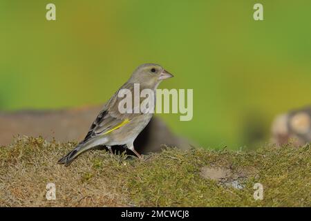 Brambling (Fringilla montifringilla), auf dem Boden sitzende Frau, Wilden, Nordrhein-Westfalen, Deutschland Stockfoto