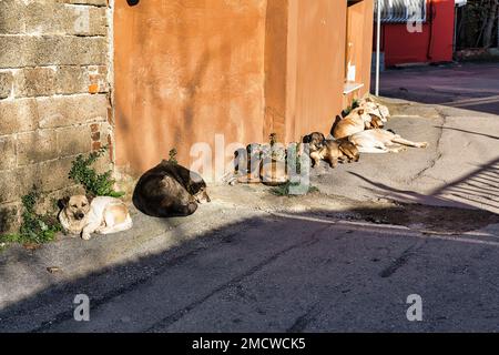 Ein paar Straßenhunde, streunende Hunde, die auf der Straße schlafen, vor der Hausmauer, Istanbul, Türkei Stockfoto